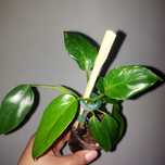 Filodendron White princes