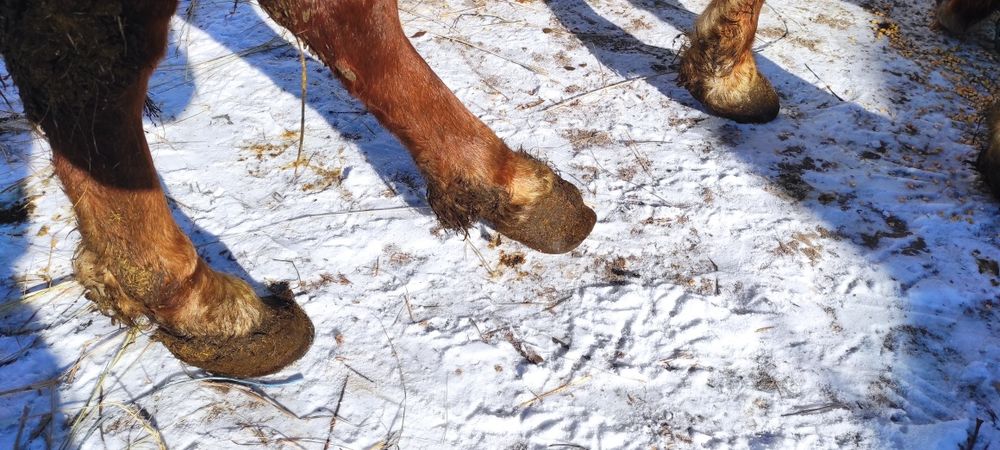 Продам Коня! Терміново