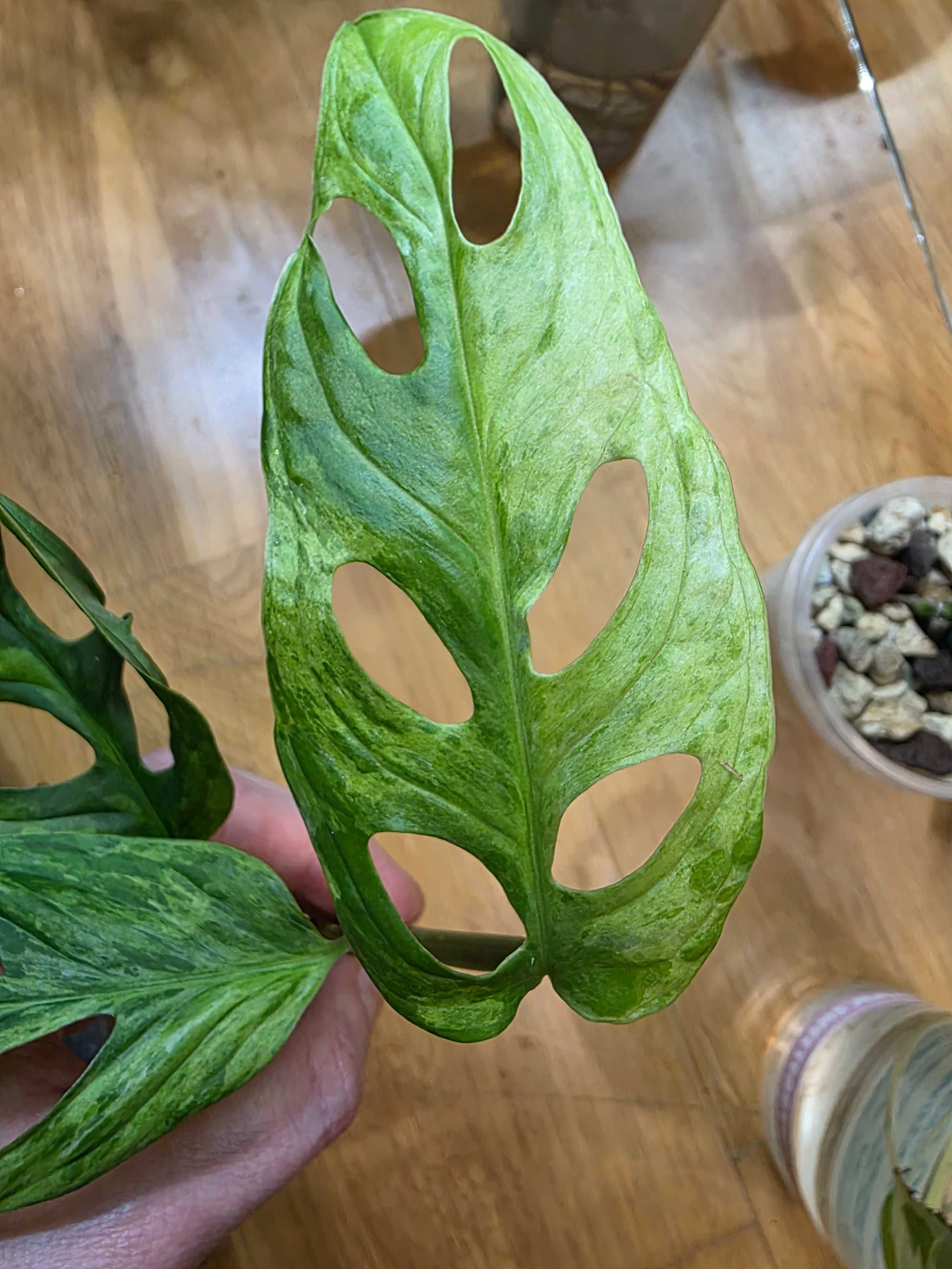 Monstera Indonesian Marble