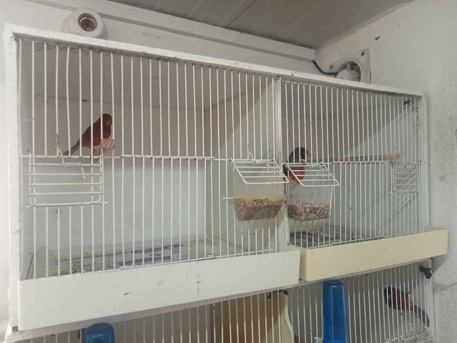 Viveiros para canários