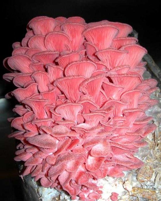 Міцелій глива рожева