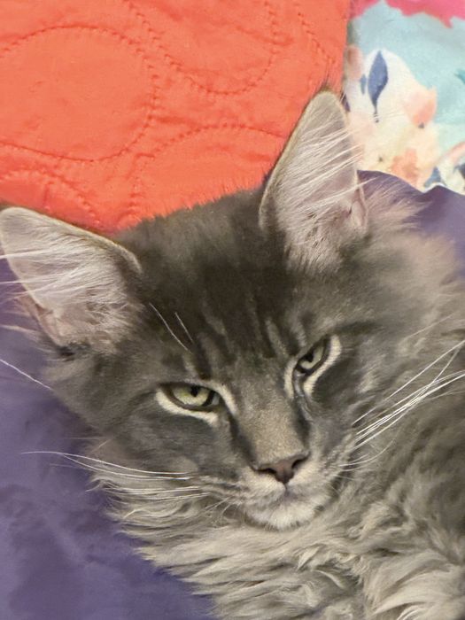 Maine coon kocurek szary niebieski pregowany fife warszawa do odbioru