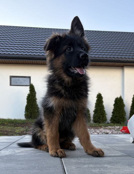 Owczarek niemiecki dlugowlosy suczka szczeniak