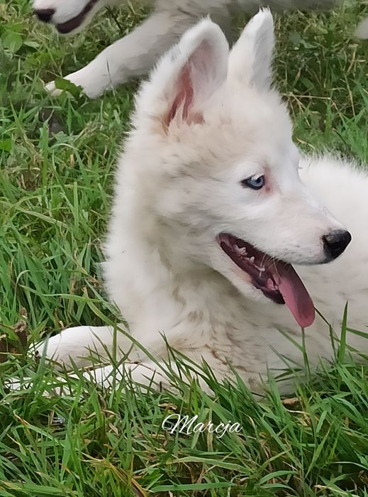 Łajka jakucka nie owczarek nie collie nie samojed
