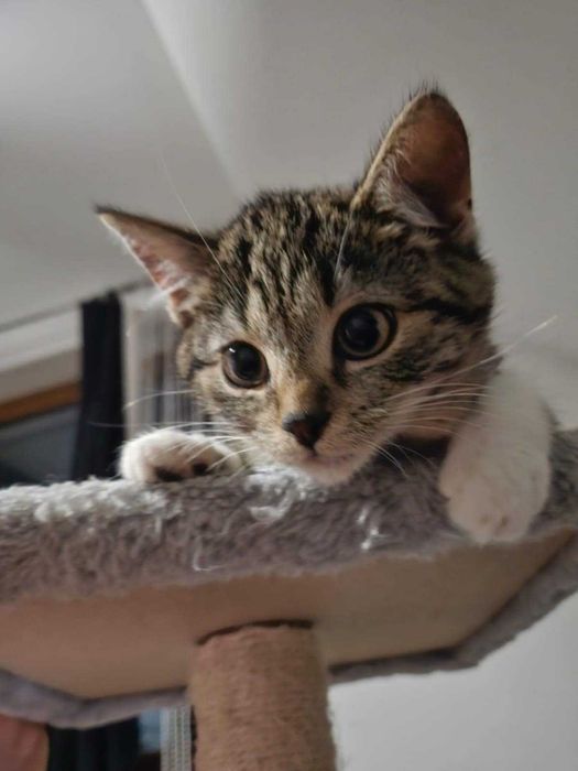 Luna szuka swojego człowieka