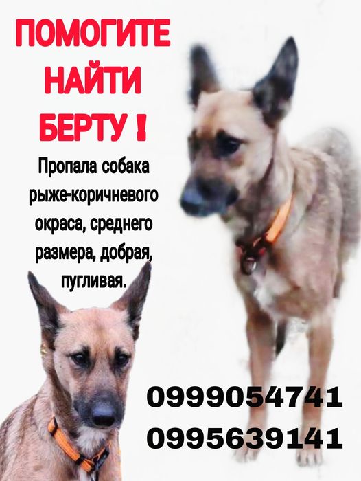 Пропала собака Берта!