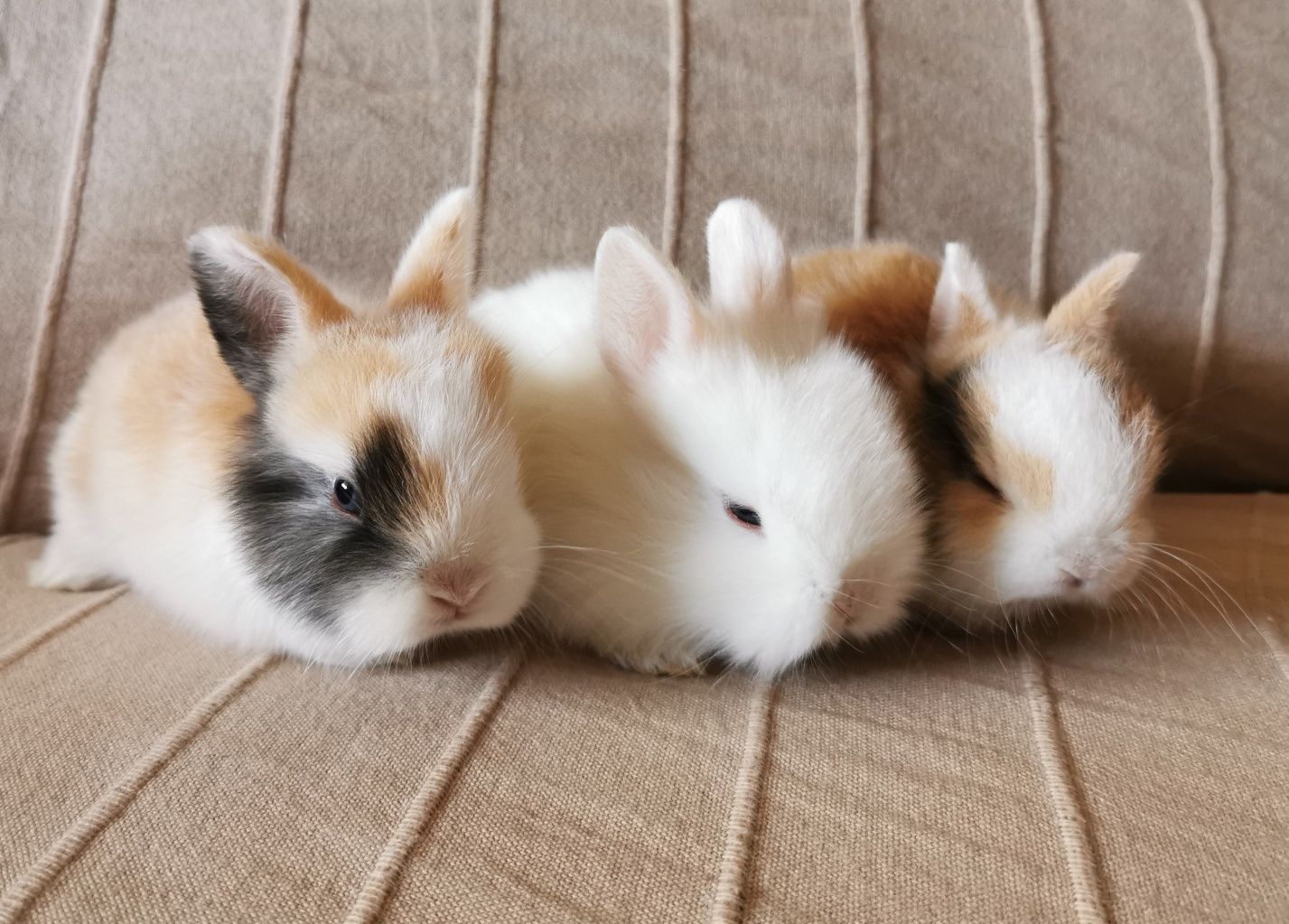 KIT Coelhos anões angorá e holandês mini muito dóceis