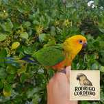 Aratinga jandaya