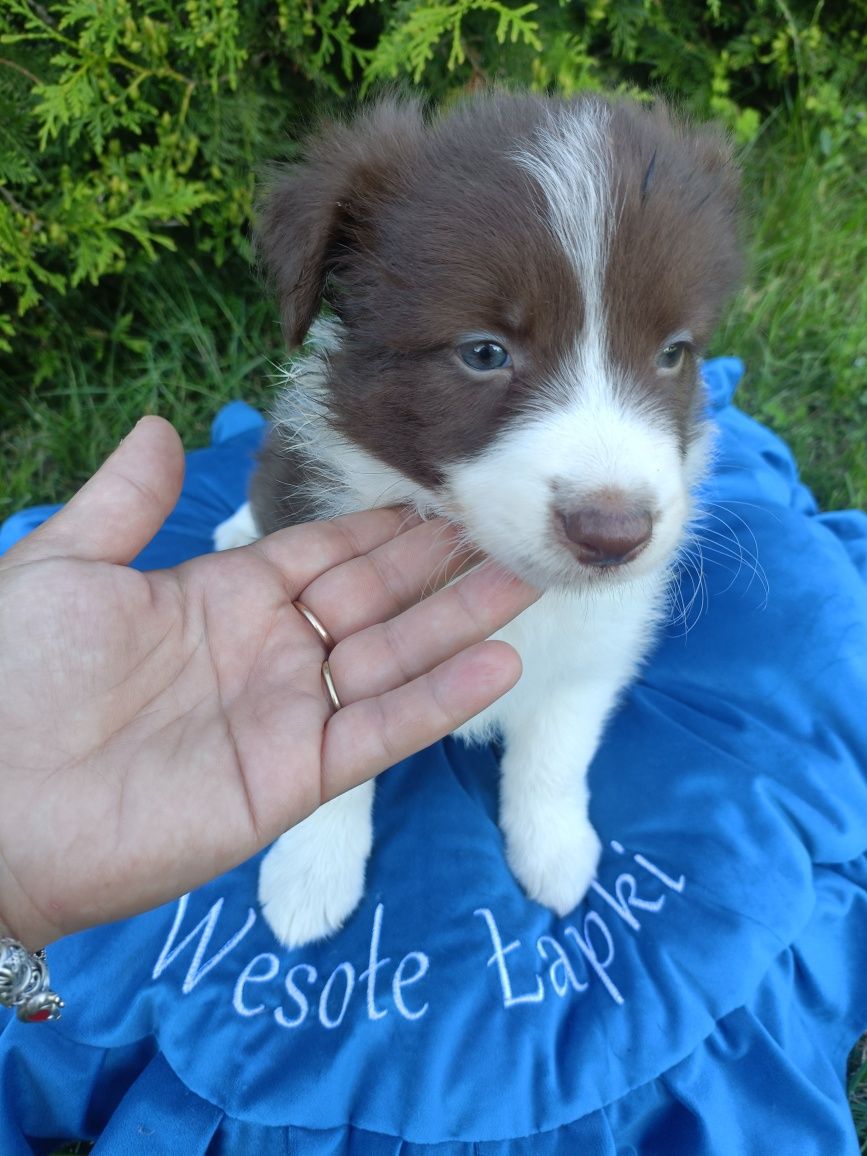 Samczyk Border Collie brązowo-biały nr 4/genetyka/RTG/wyprawka