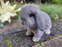 Karzełek baranek perłowy, Mini lop, królik miniaturka, przyjaciel
