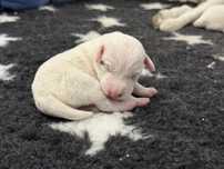 Parson Russell Terrier suczka rezerwacja