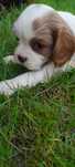 Pies Cavalier King Carles Spaniel blenhein