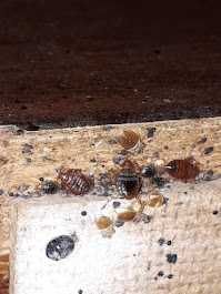 Skuteczne zwalczanie pluskiew, karaluchów, szczurów! Warszawa DDD