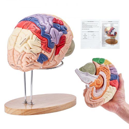 Modelo  do cérebro humano, ensino de anatomia, modelo cerebral