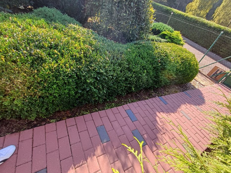 Bukszpan zwyczajny