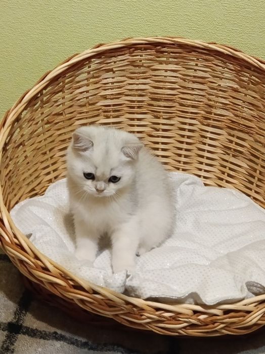 Оце чудо для Вас