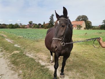 Klacz Śląska po Deport