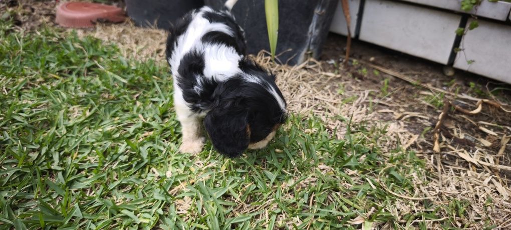 Cavalier King Charles criado em ambiente familiar disponível para entr