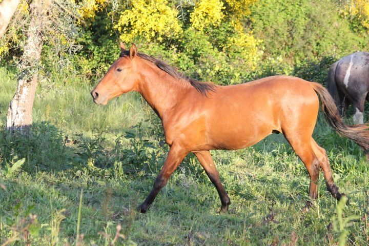 Poldras e podros