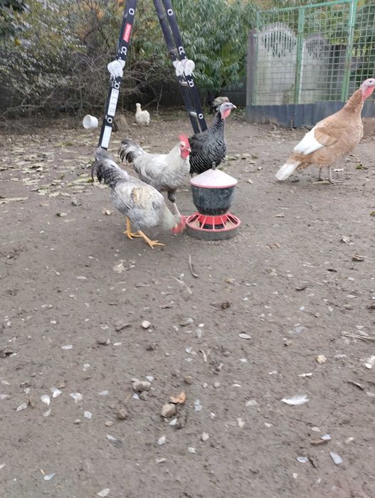 Koguty zamienię na zboże