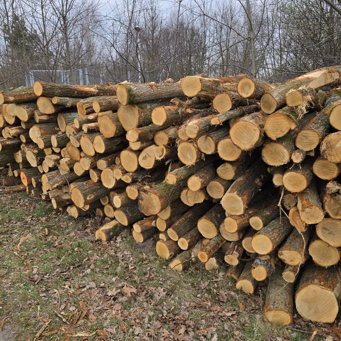 Drewno opałowe dąb