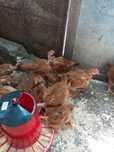 ( pintos, patos, perus,coordonizes, poedeiras etc)