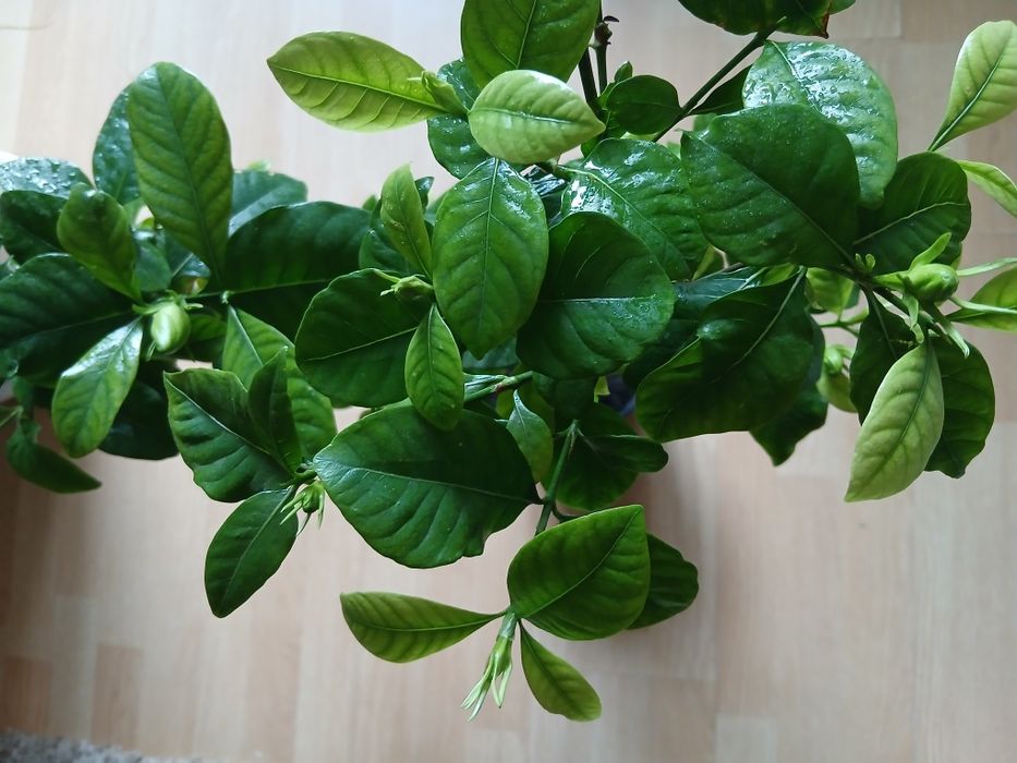 Продам гарденію жасминовидну