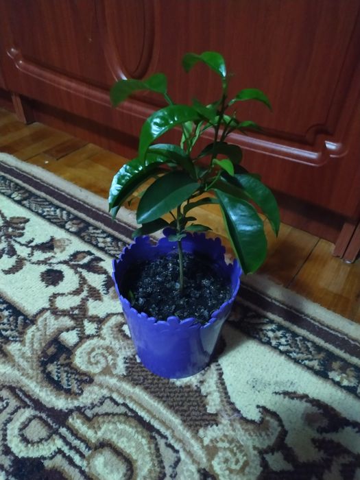 Продам мандарин в горщику