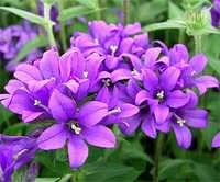 Колокольчик скученный (Campanula glomerata)