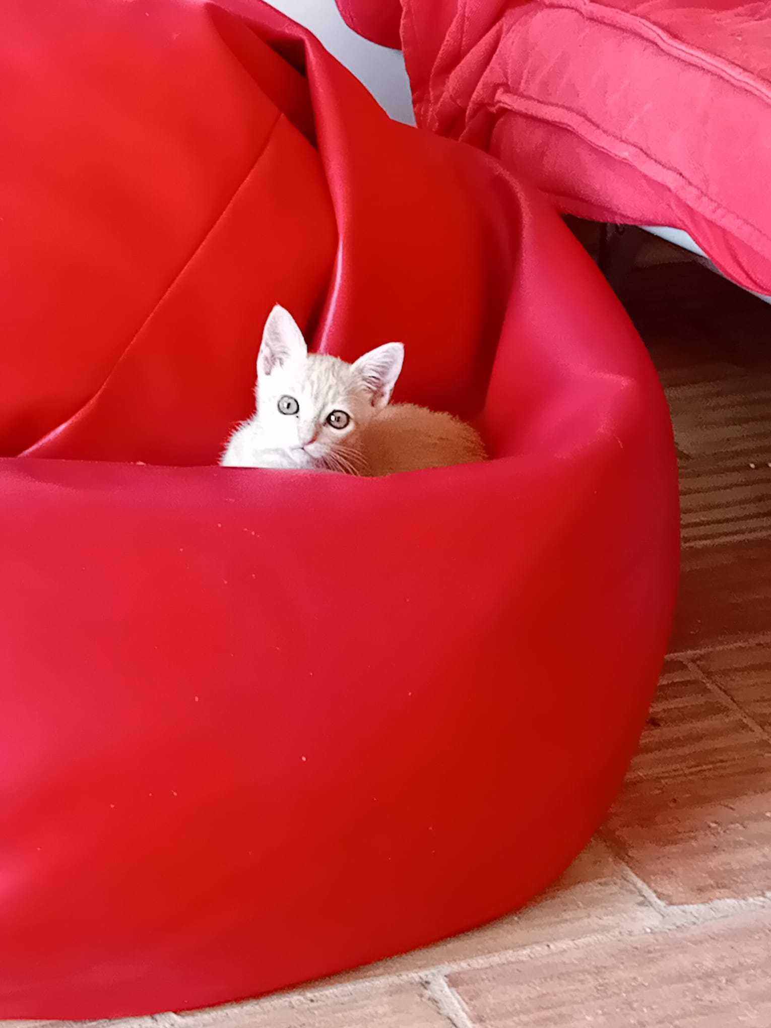 Gatinho de 2 meses para adoção, Tavira (Algarve)