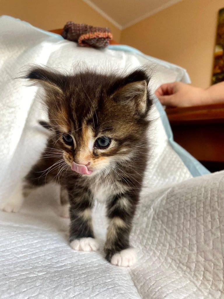 Maine Coon kotka