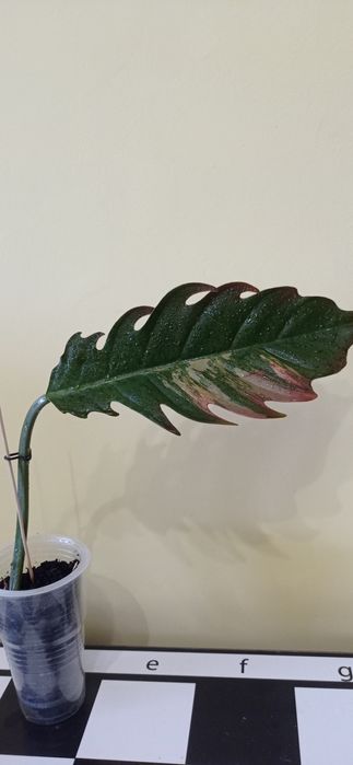 Філодендрон Карамель. Марбл Пінк