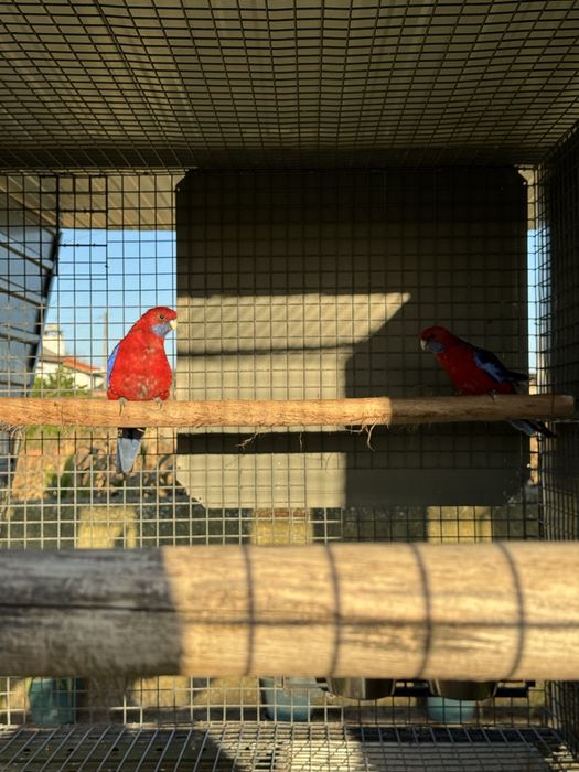 Varias aves cadais reprodutores e deste ano