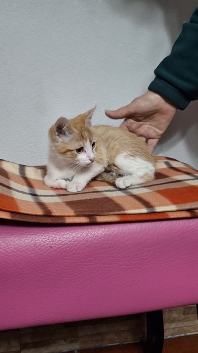 Dá-se gatinhos bebes