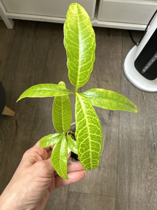 псевдоэрантемум сетчатый