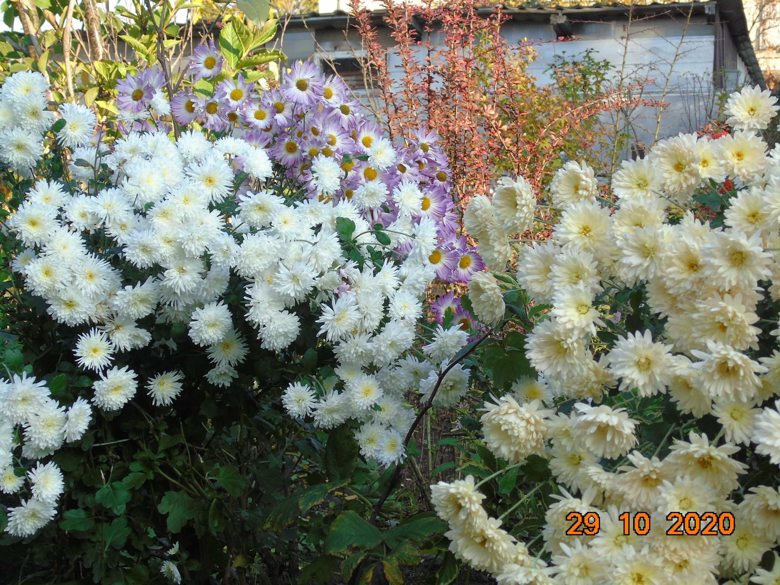 Хризантема біла, кремова, ніжнорозова, жовта.