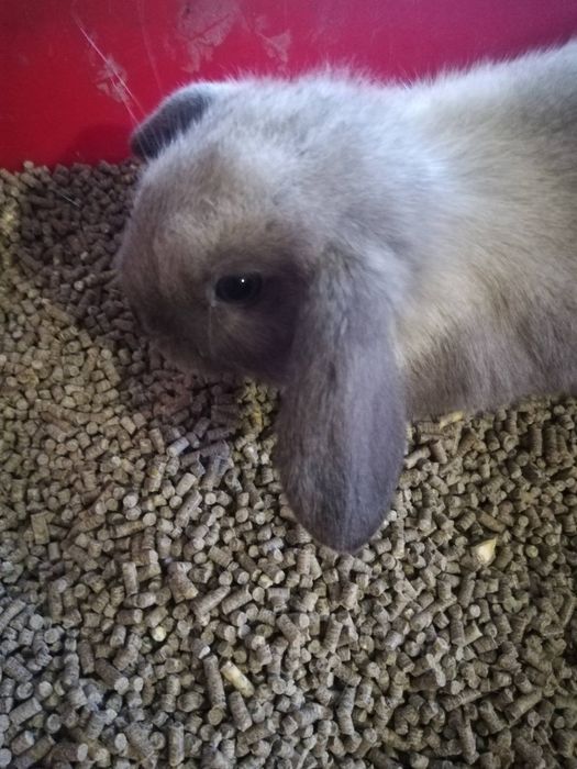 Вислоухие мини крольчата