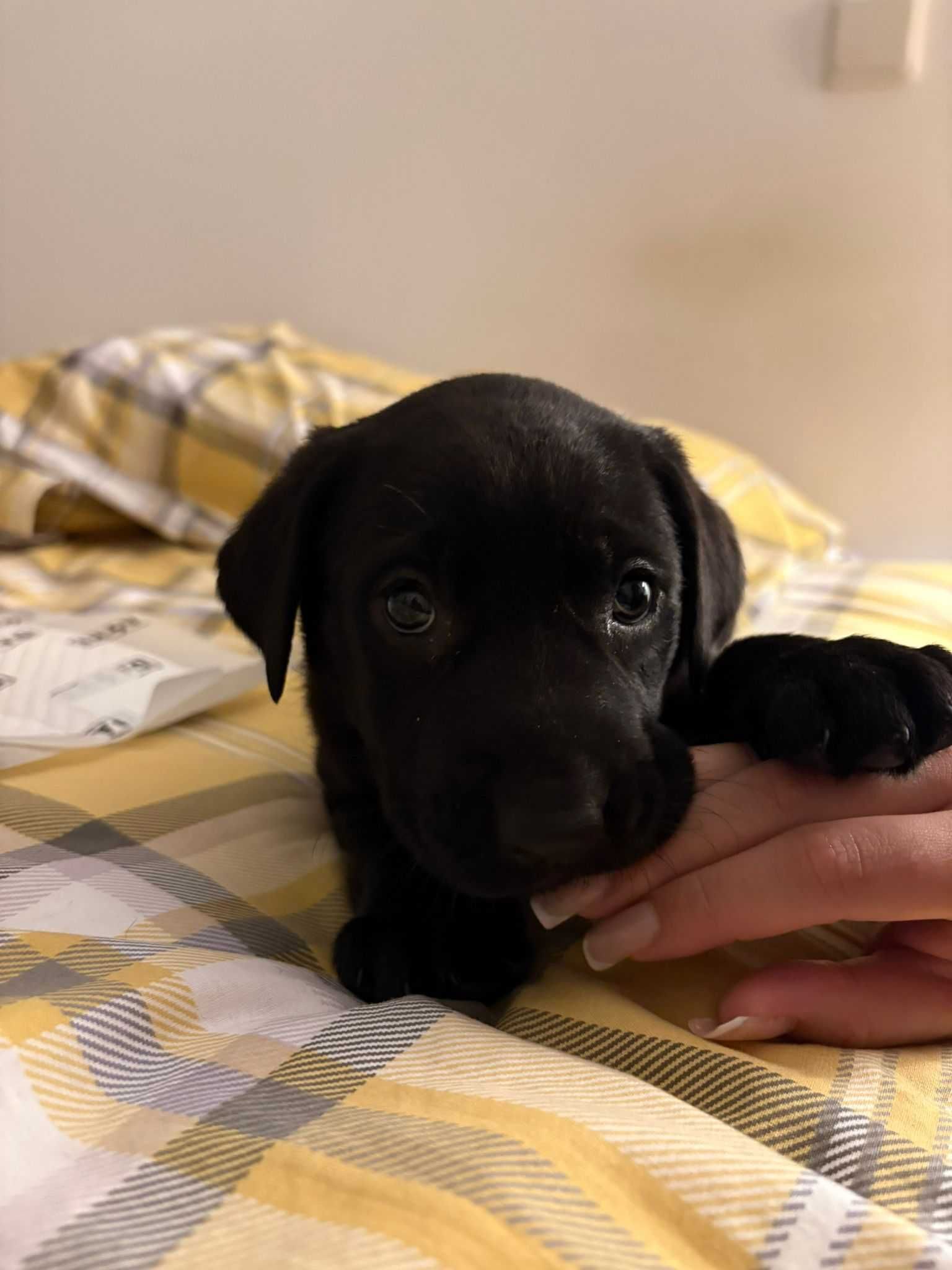 Labrador femea linda