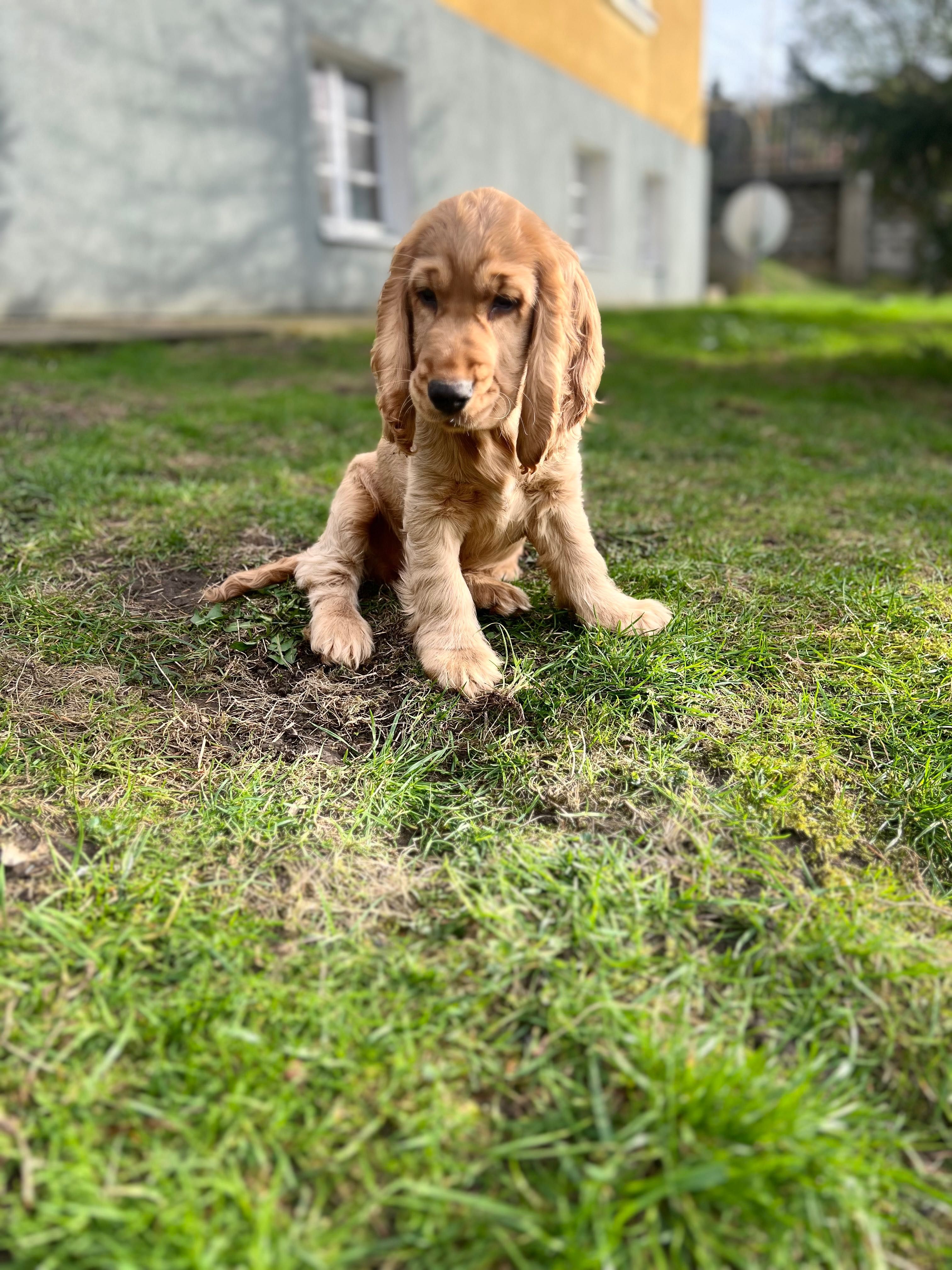 Cocker Spaniel Angielski szczeniak złoty piesek gotowy do zmiany domku