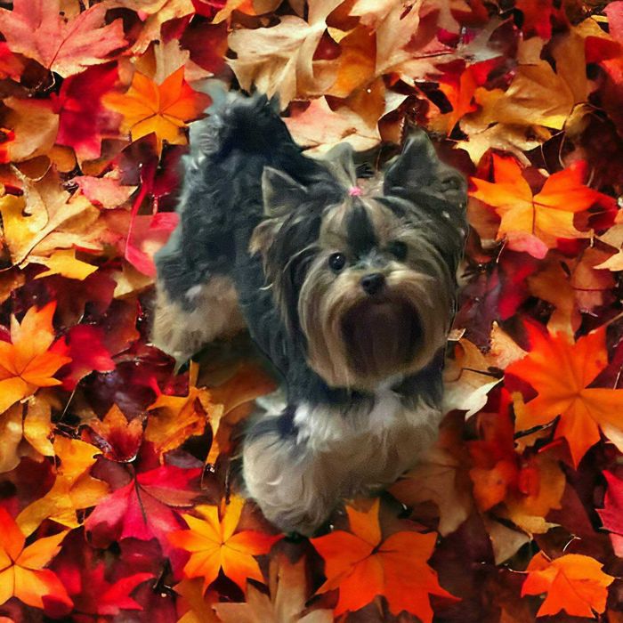 York wybitnie śliczny. Rodzice i dziadkowie przepiękni.