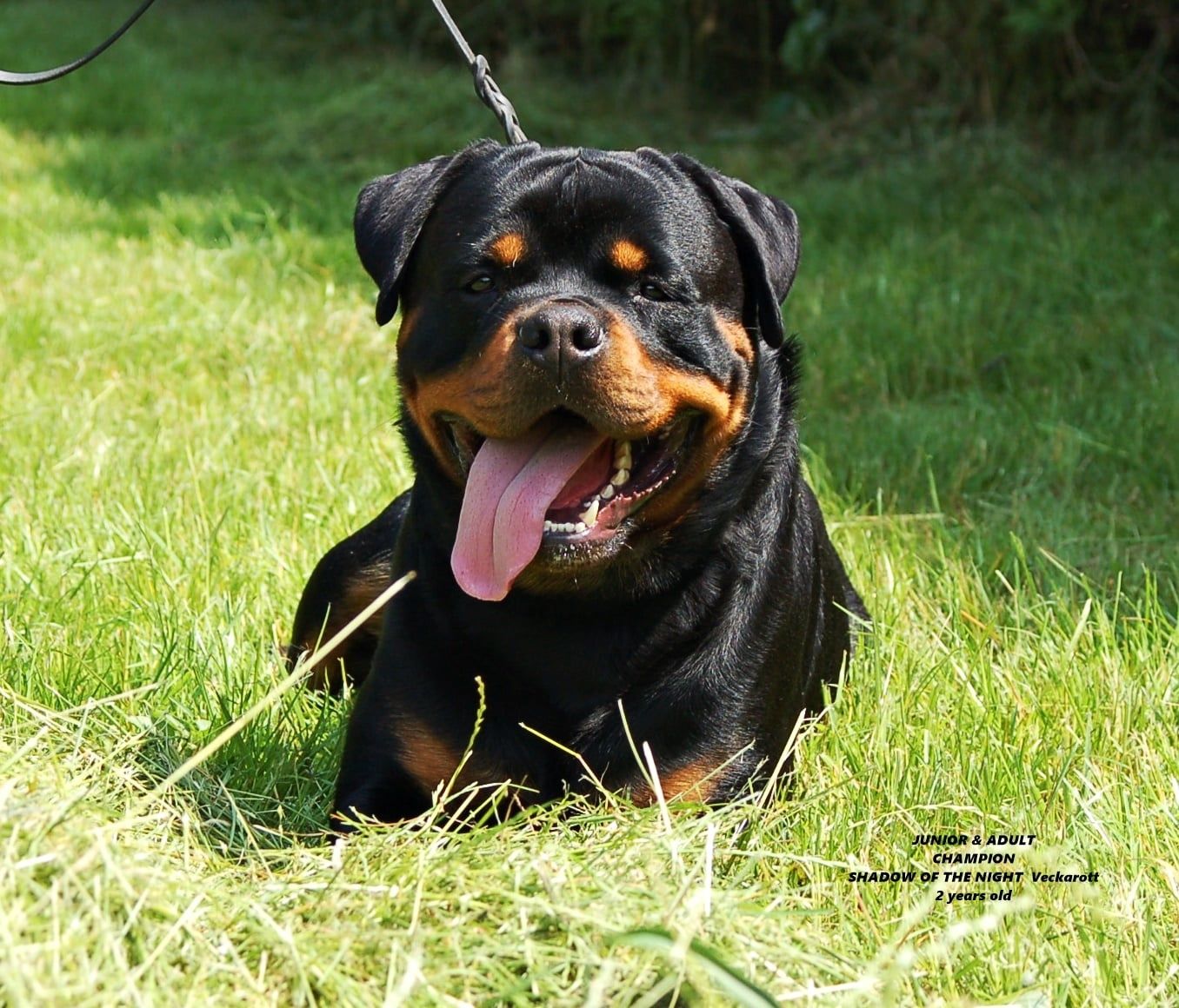 Rottweiler szczeniak do rezerwacji