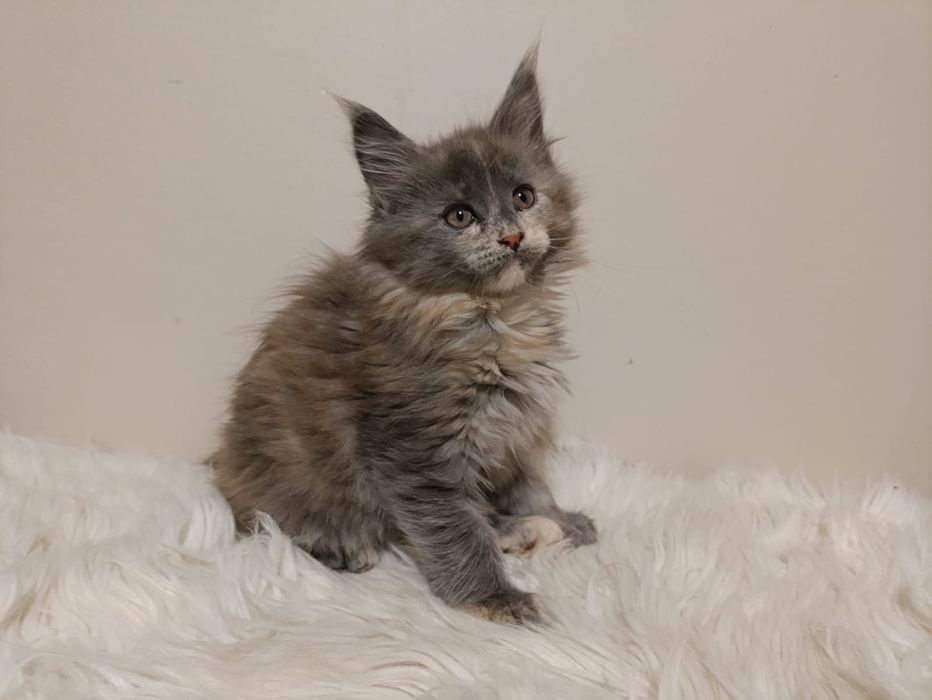 Przeurocza koteczka Maine Coon