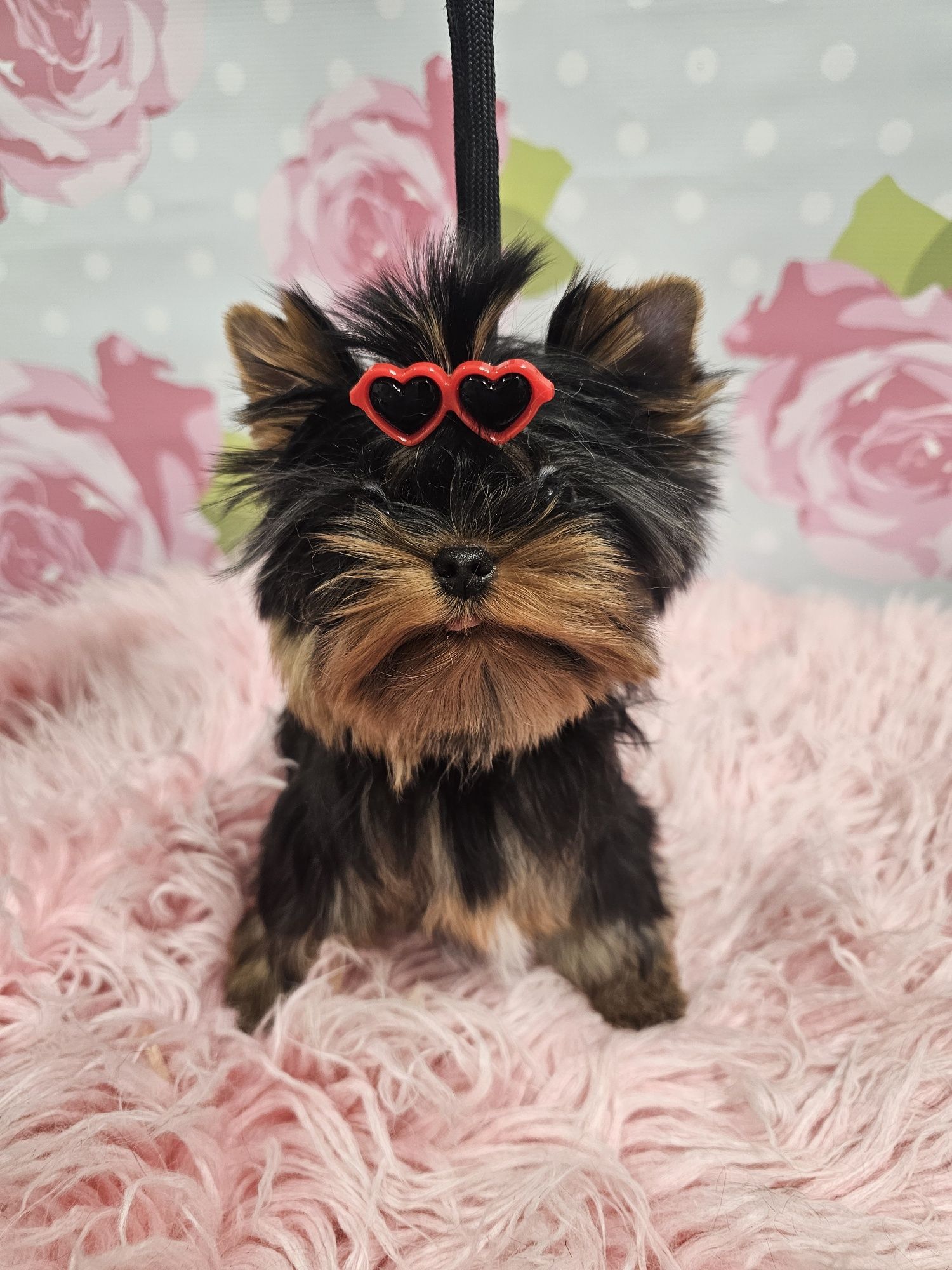 York yorki piesek mini xxs  zkwp fci