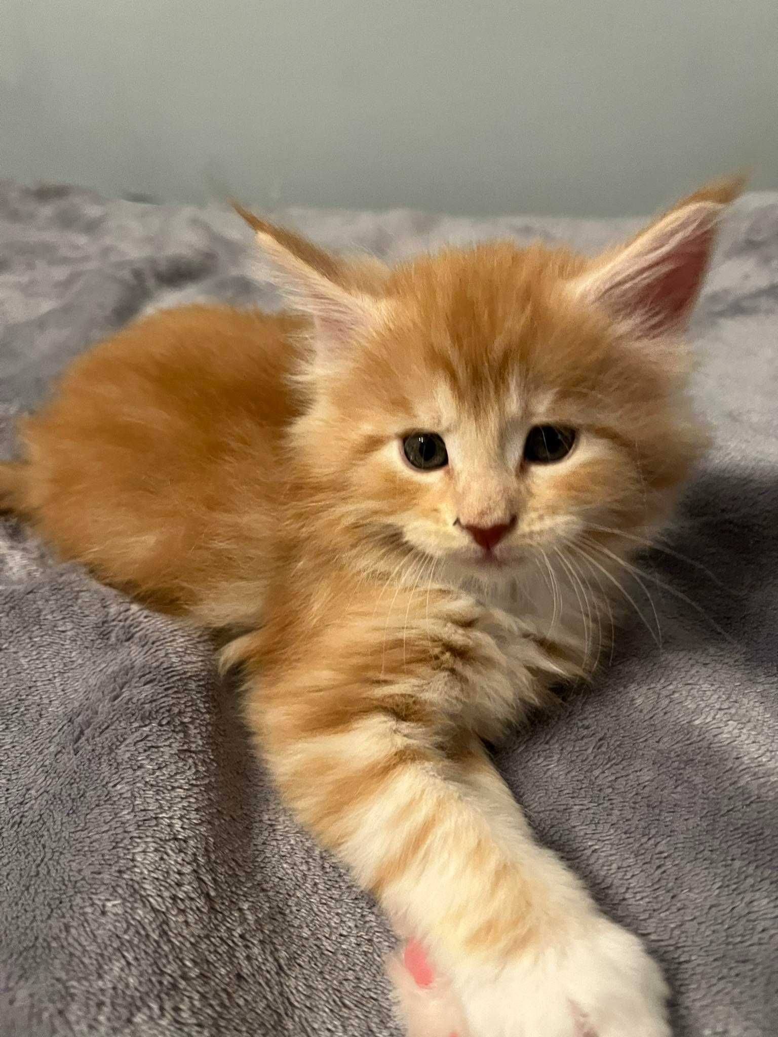 Rudy kotek Maine Coon