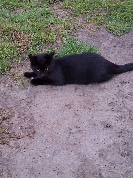 2 śliczne czarne kocurki oddam