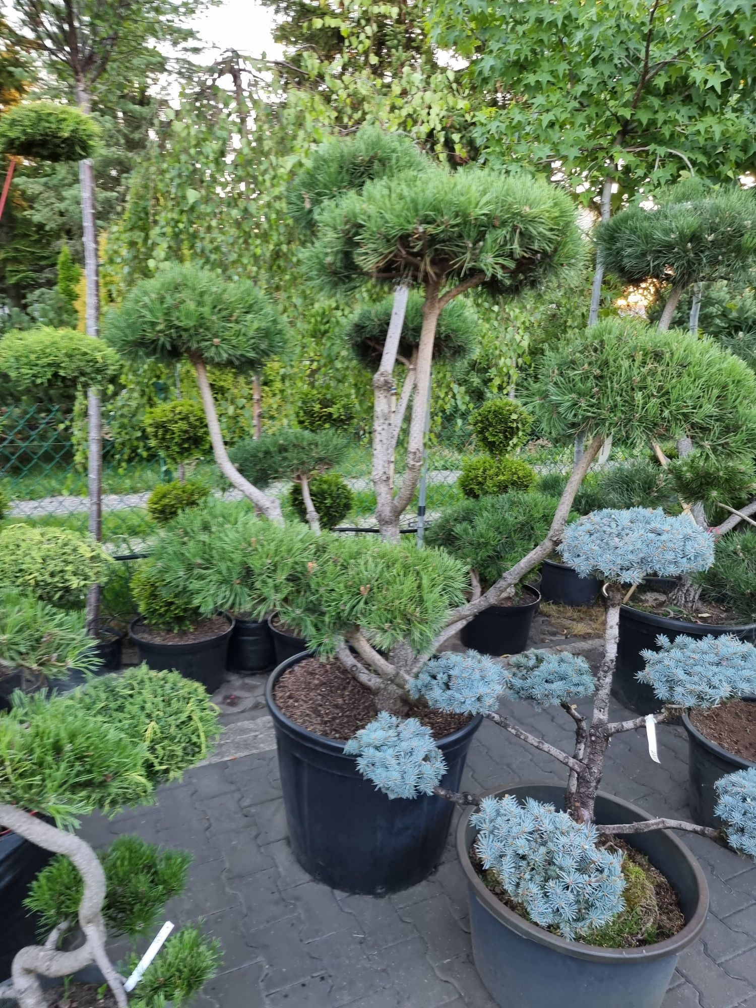 Krzewy ozdobne formowane Niwaki BONSAI Drzewa Rośliny ozdobne