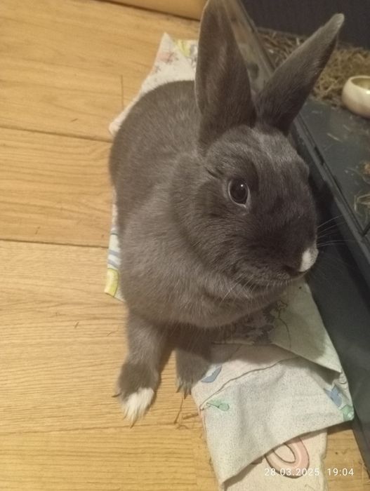 Pilnie! Uroczy królik miniaturka z klatką – szuka nowego domu