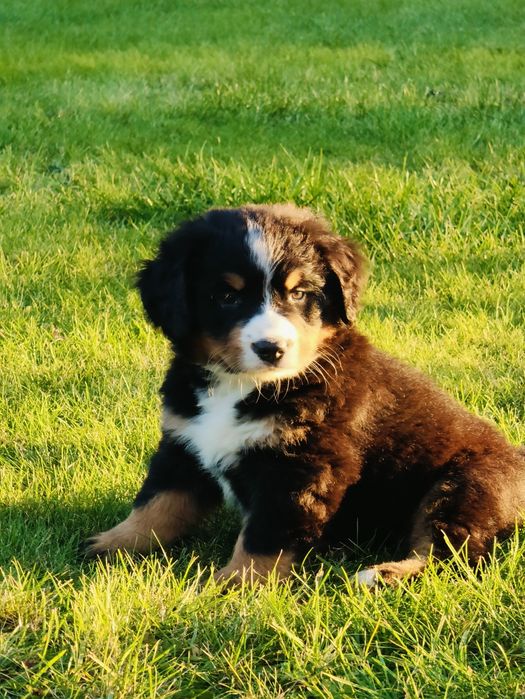 Sprzedam  Berneński Pies Pasterski piesek