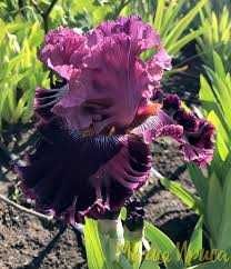 сортові  квіти  іриси, кала, лілейники  та флокс з особистої колекції.