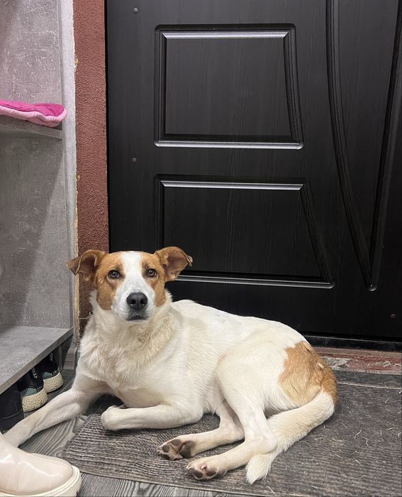 Шукаємо дім для красуні Найди